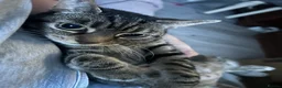 Mixed Breed cats for sale: 10year old Tabby Cat - Advert 3