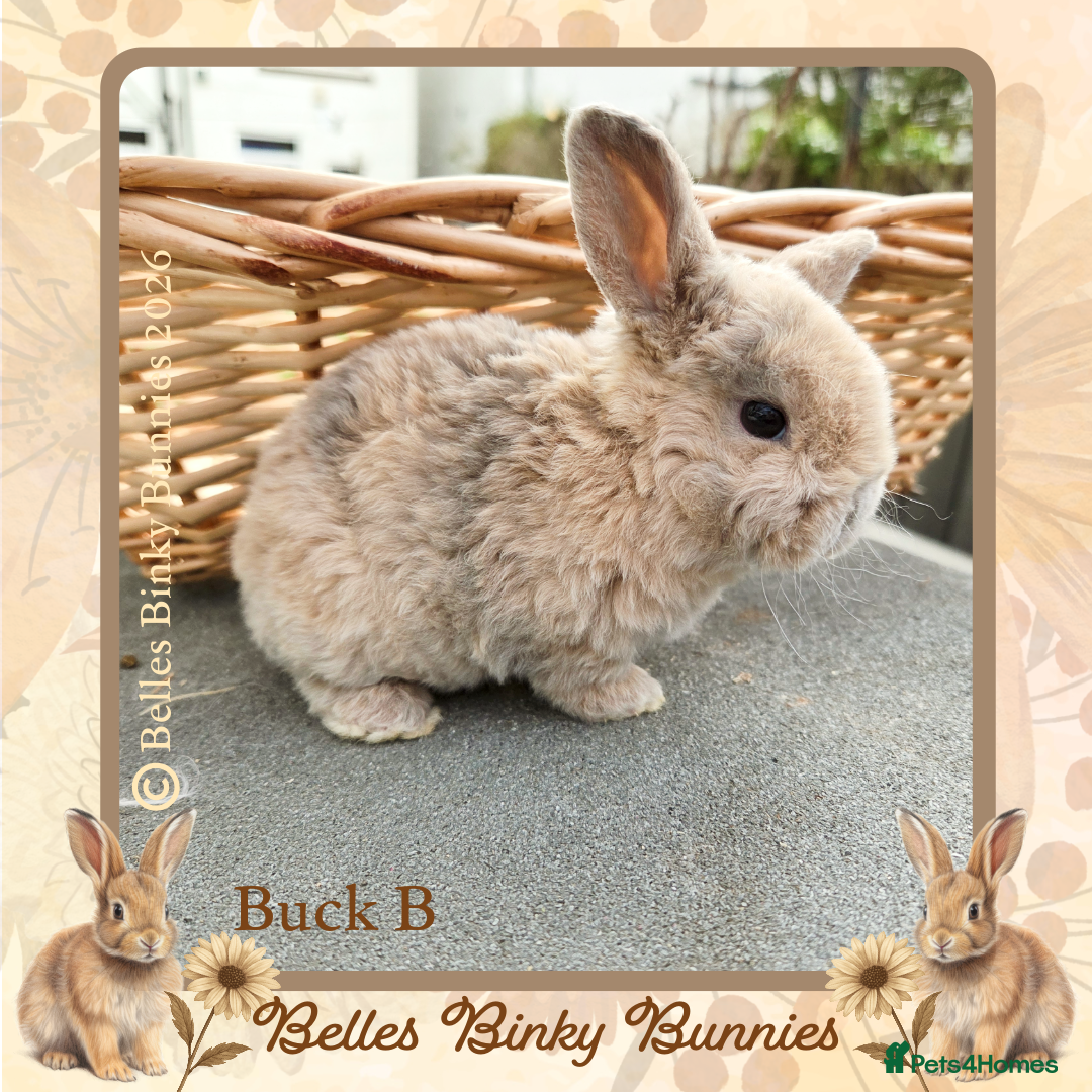 Mini Lop rabbits for sale: 🧡 Rare Stunning Plush Mini Lops 🧡 - Advert 14