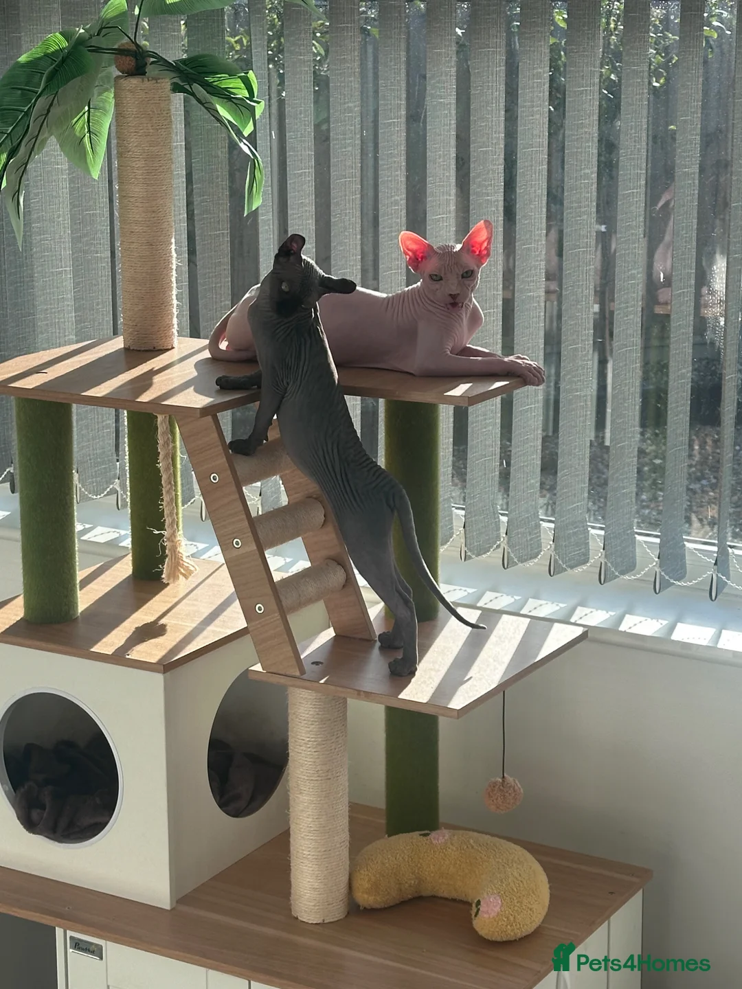 Oriental cats for sale: Couple of cats - Advert 2