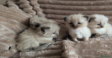 Ragdoll cats - Advert 7