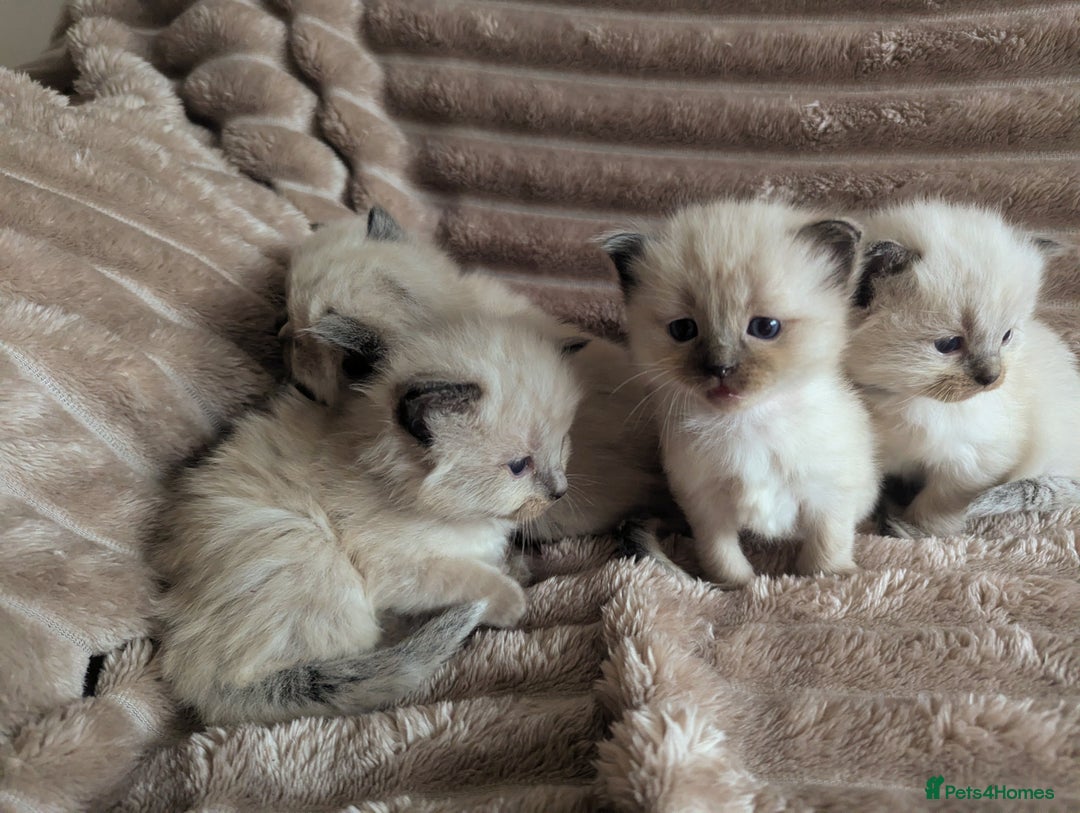 Ragdoll cats for sale: All babies have found a loving home  - Advert 3