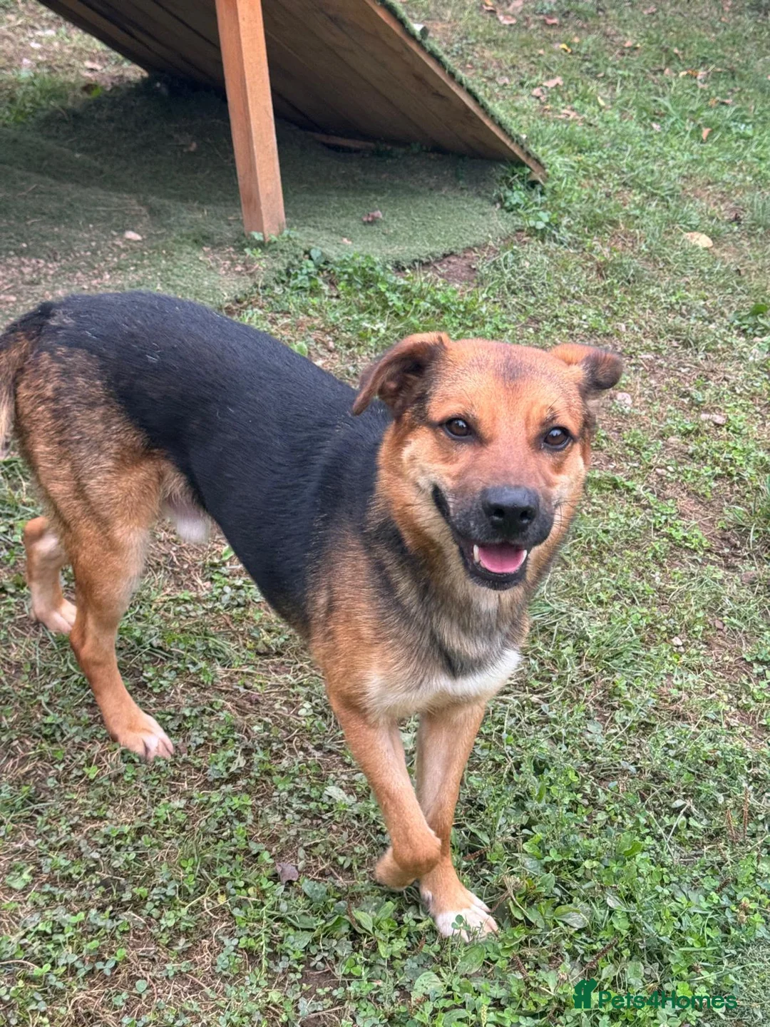 Mixed Breed dogs for adoption: BRUTUS - Advert 2