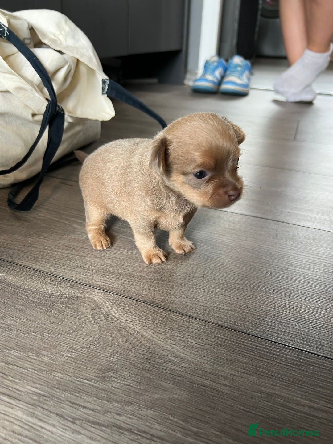 Chihuahua dogs for sale: One of a kind ChiPin Puppies - Image 4