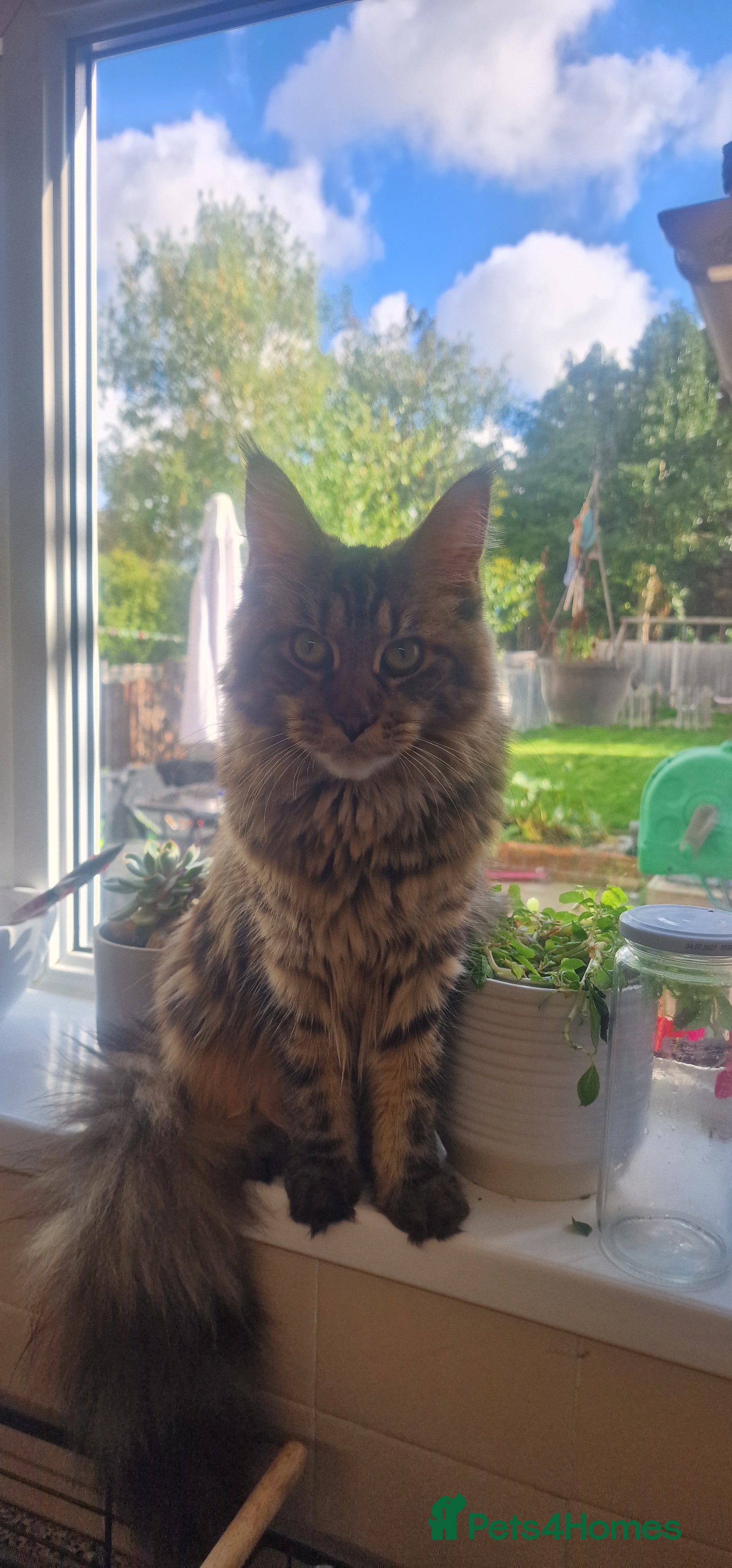 Maine Coon cats Maine coon adult female - Advert 6