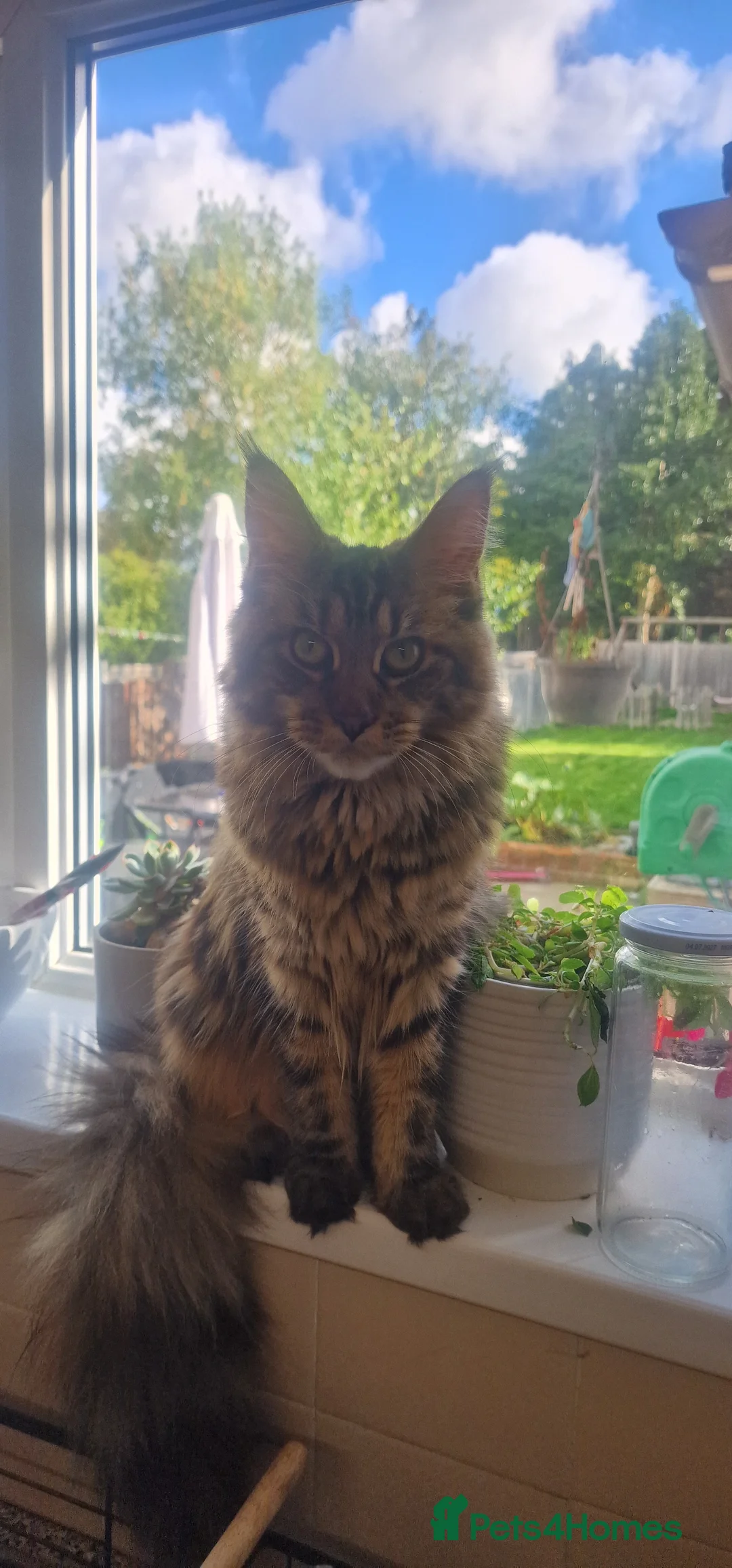 Maine Coon cats for sale: Maine coon adult female in Wolverhampton - Advert 1