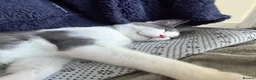 Mixed Breed cats for sale: 4 kittens for sale, 2 male, 2 female - Advert 6