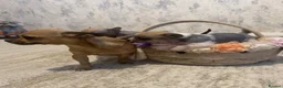 Chihuahua dogs for sale: Chihuahua puppies ( hairless ) - Advert 9