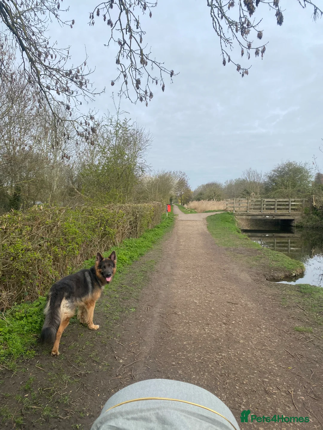 German Shepherd dogs for sale: Sampsun❤️ - Advert 1