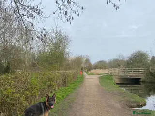 German Shepherd dogs Prince Charming 🥹 - Advert 7