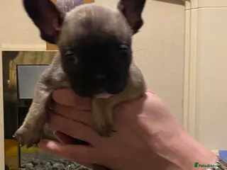 French Bulldog dogs French bulldog girls - Advert 1