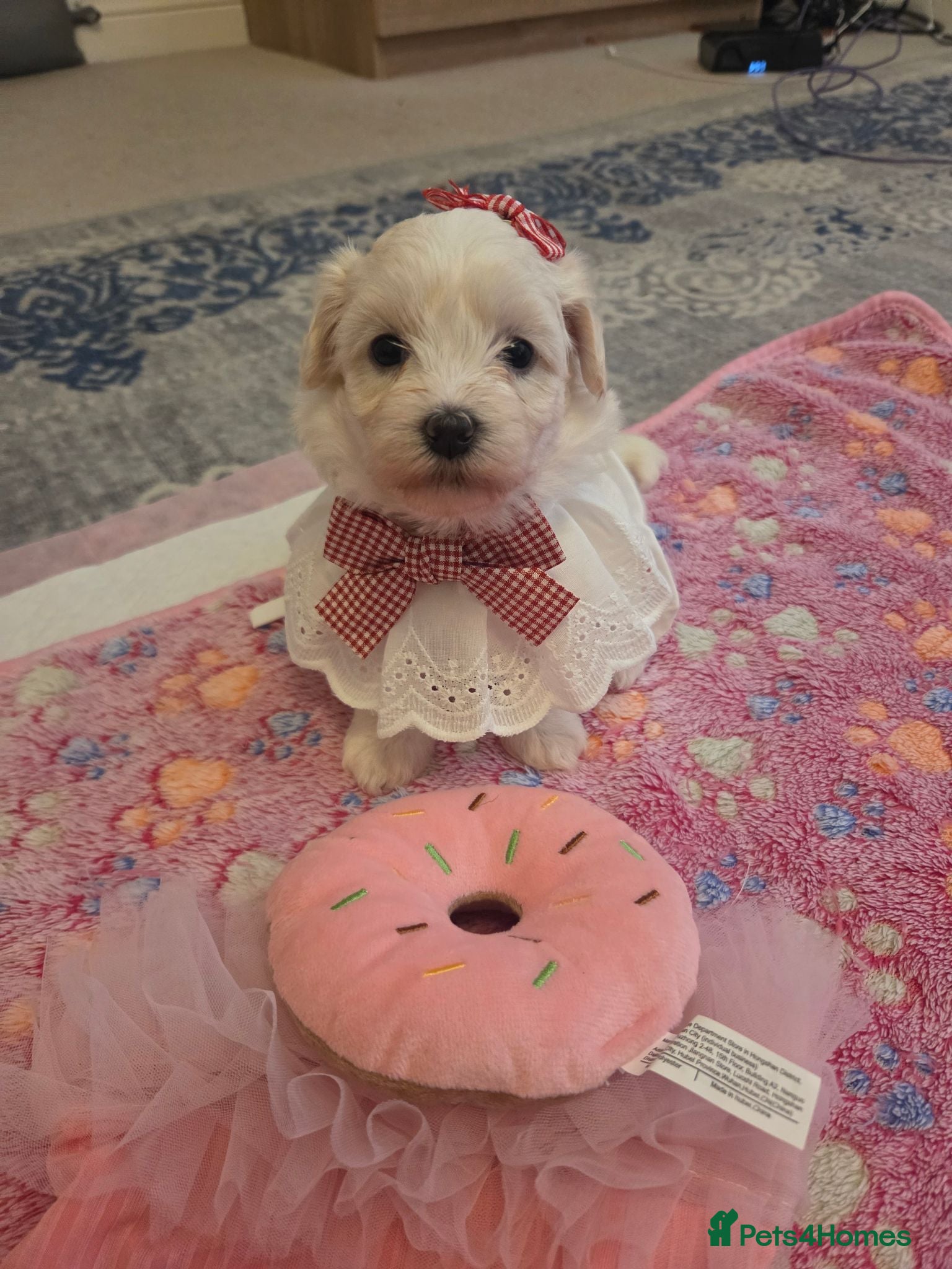 Bichon Frise dogs Cute little puppies 🩷🩷💙💙 - Advert 12