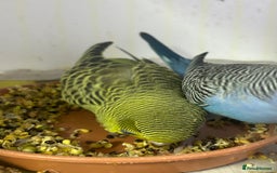 Budgerigars birds for sale: Budgerigars for sale mixed ages mixed genders - Image 10