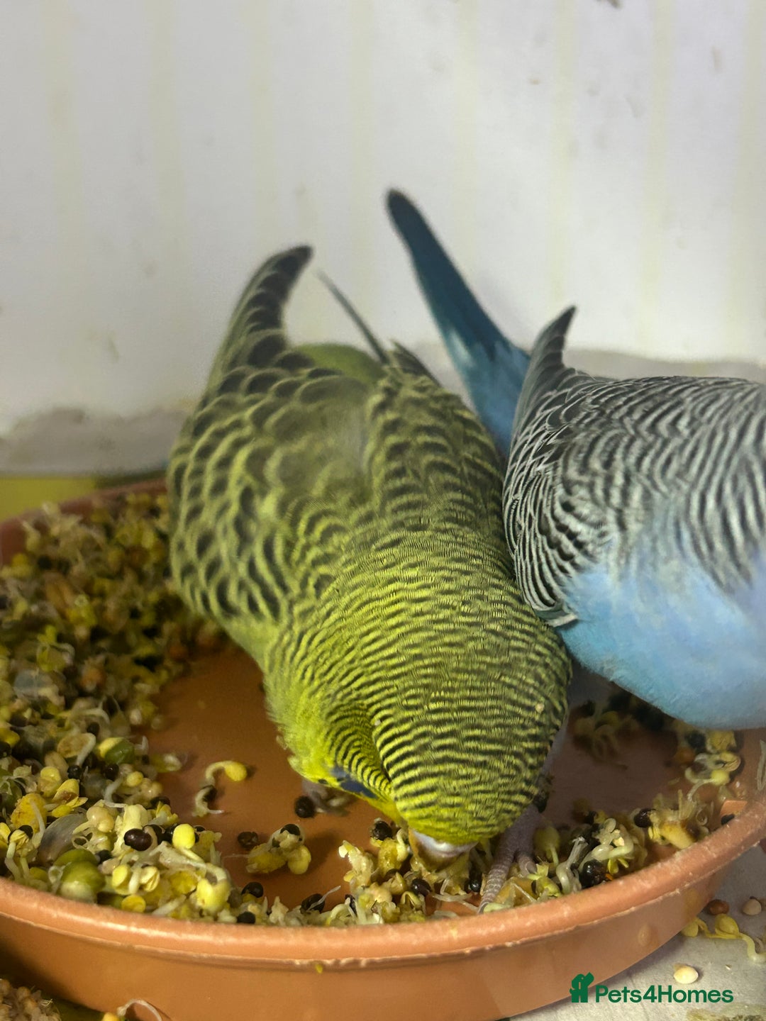 Budgerigars birds for sale: Budgerigars for sale mixed ages mixed genders - Image 10