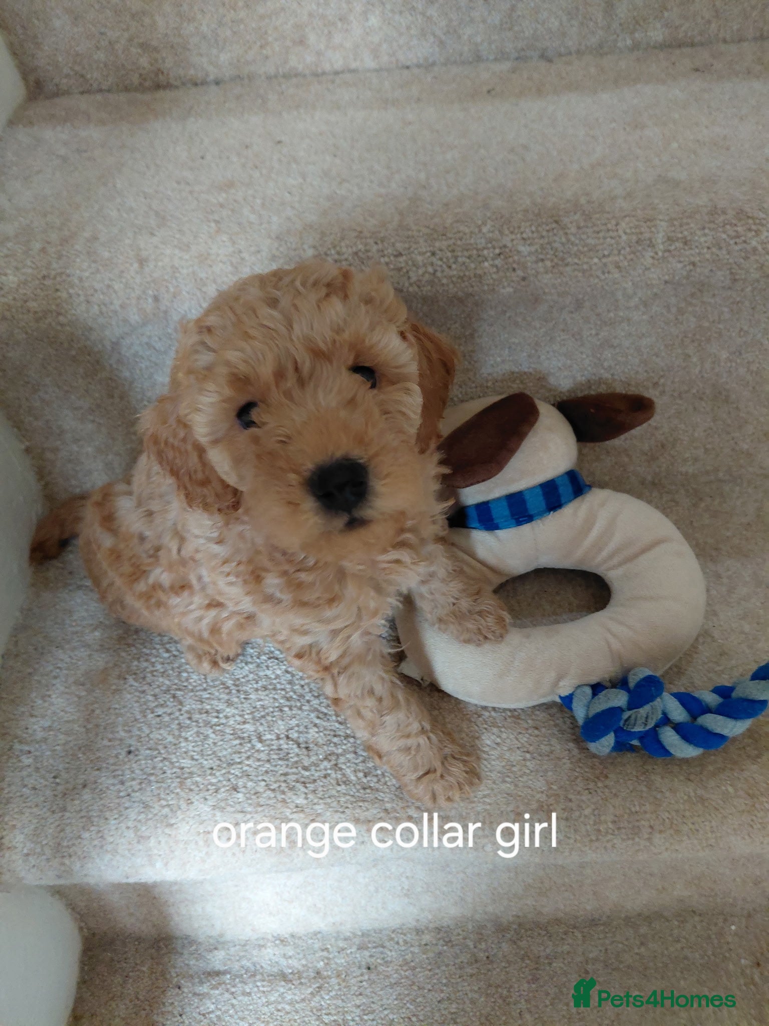Schnoodle dogs Beautiful F1B Miniature Schnoodle Puppies  - Advert 2