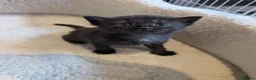 Mixed Breed cats for sale: Maine Coon x British Shorthair - Advert 16