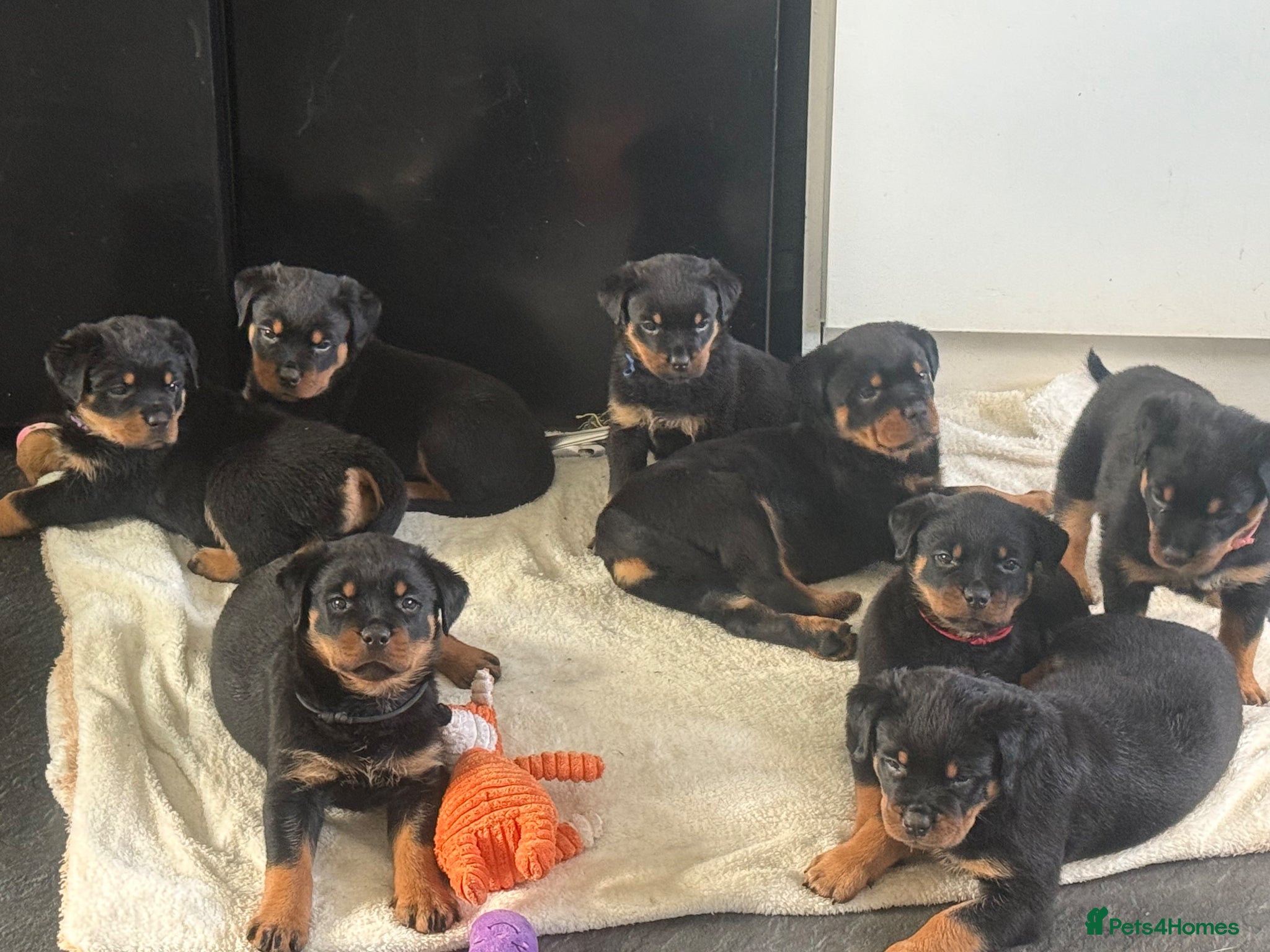 Rottweiler dogs Rottweiler pups - Advert 2