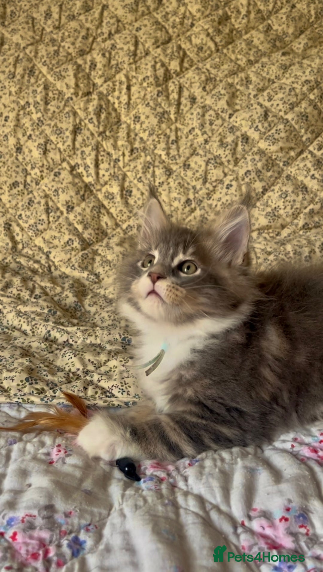 Maine Coon cats for sale: Full Maine Coon Kittens Ready Now - Advert 18