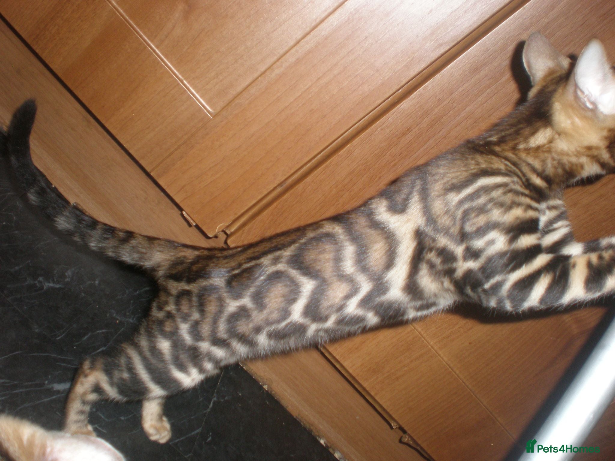 Bengal cats 5 Beautiful Bengal Kittens - Advert 1
