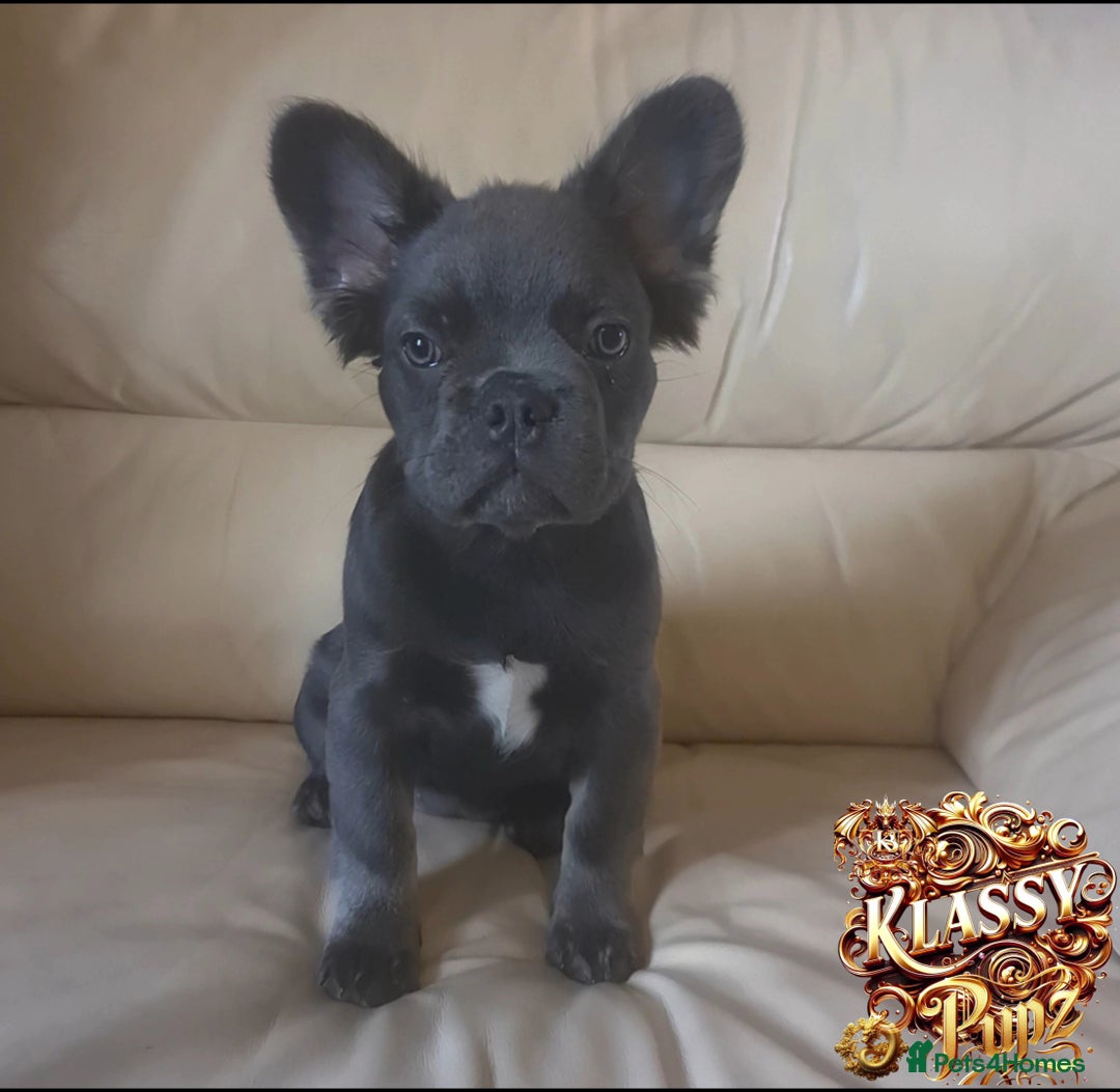 French Bulldog dogs for sale: KLASSY BULLZ KENNELS - KLASSY PUPZ ✨️ in Beckenham - Image 10