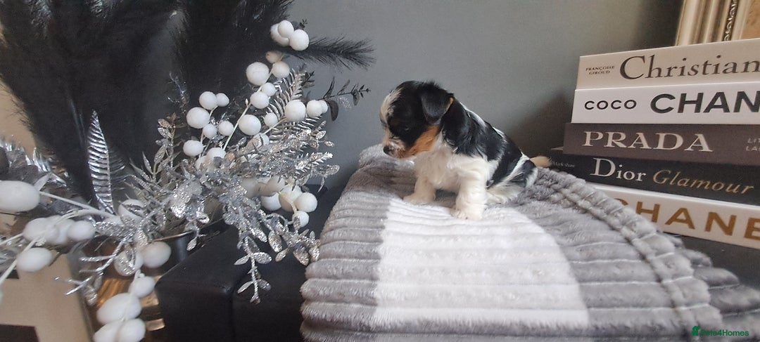 Yorkshire Terrier dogs for sale: Beautiful Biewer Yorkshire pups*LASTBOY Readynow* in Andover - Image 37