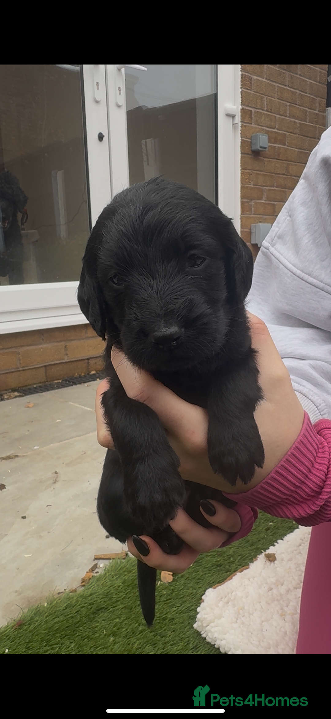 Labradoodle dogs for sale: Labradoodles  - Image 1