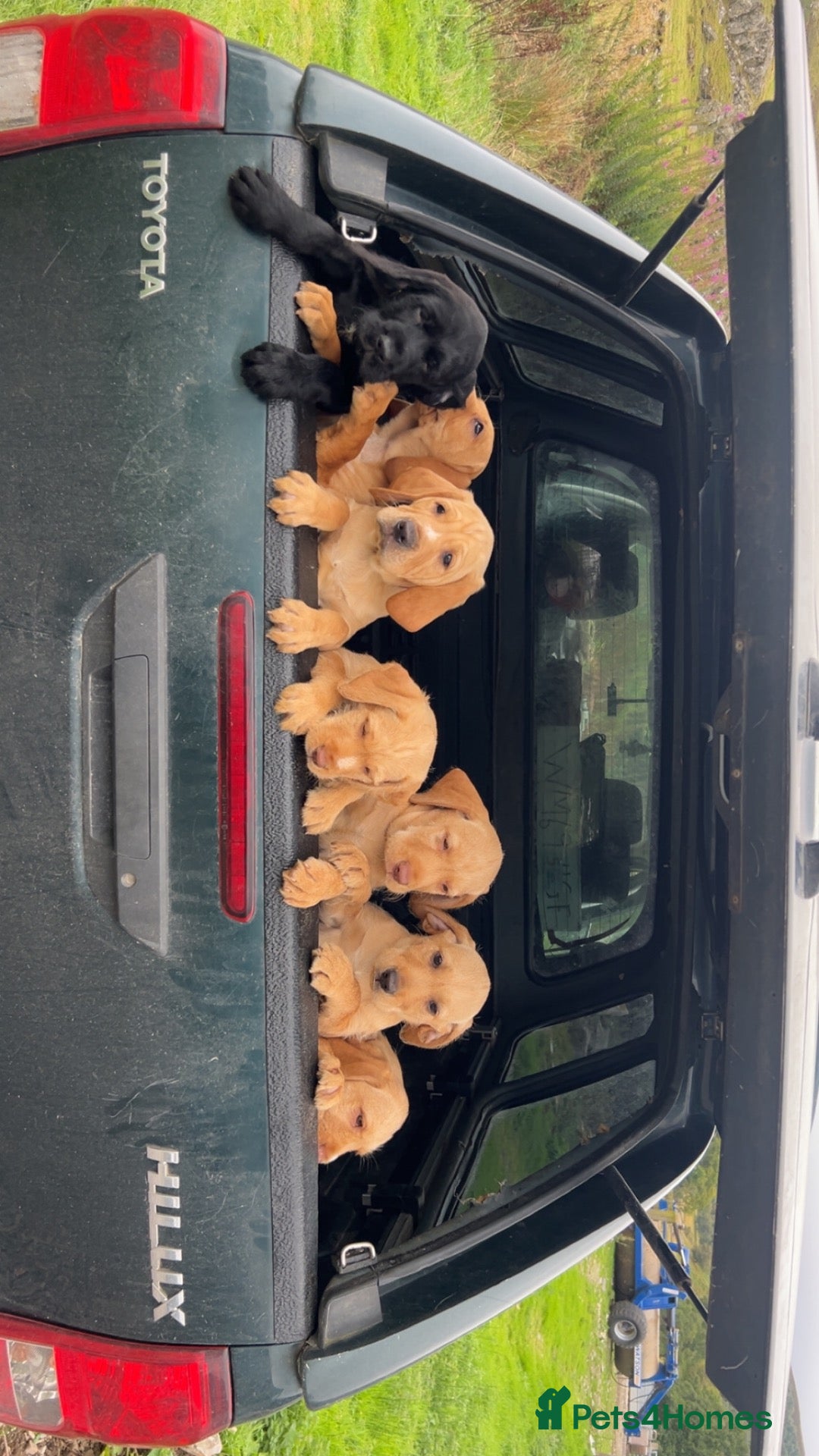 Mixed Breed dogs Hpr x lab puppies  - Advert 2