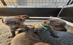 Whippet dogs for sale: excellent litter of Kc reg blue whippet puppies  - Image 14