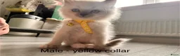 Ragdoll cats for sale: Beautiful Ragdoll Kittens – Ready from 8th July - Advert 6