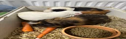 Guinea Pig rodents for sale: 4 Lovely Guinea Looking New Homes – Cages Included - Advert 7