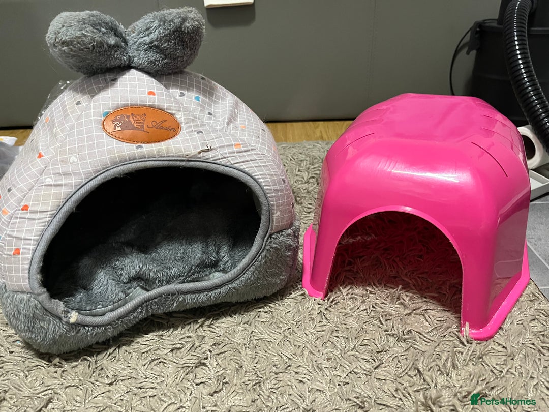 Mini Lop rabbits for sale: Needs rehoming!! - Advert 5