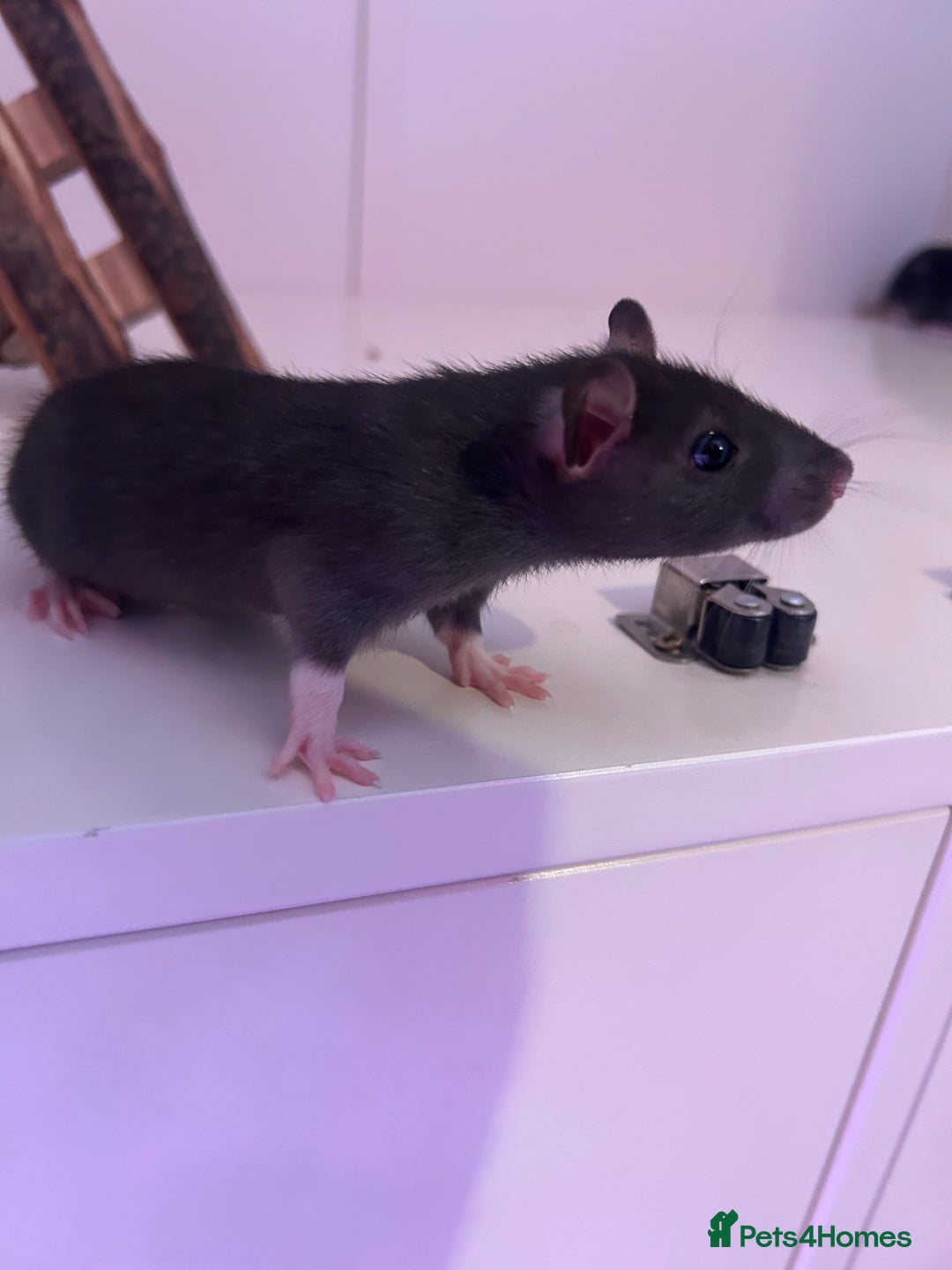 Rat rodents for sale: Baby girl rats - Advert 4