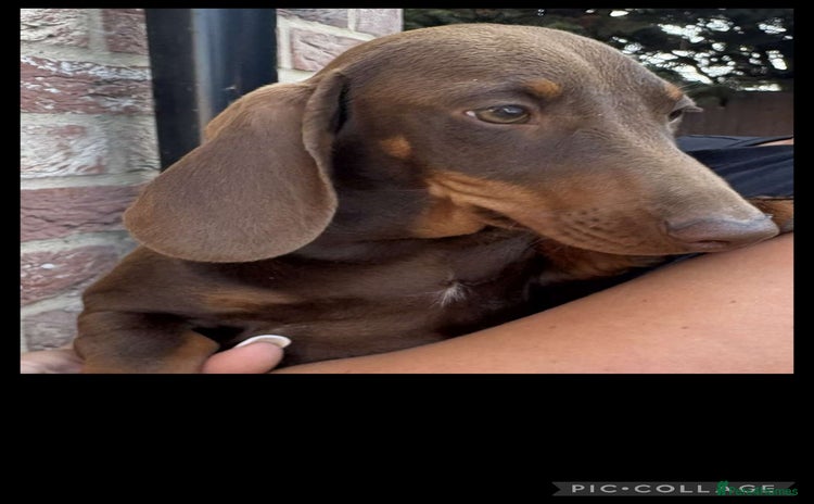 Miniature Dachshund dogs in Thetford - Advert 14
