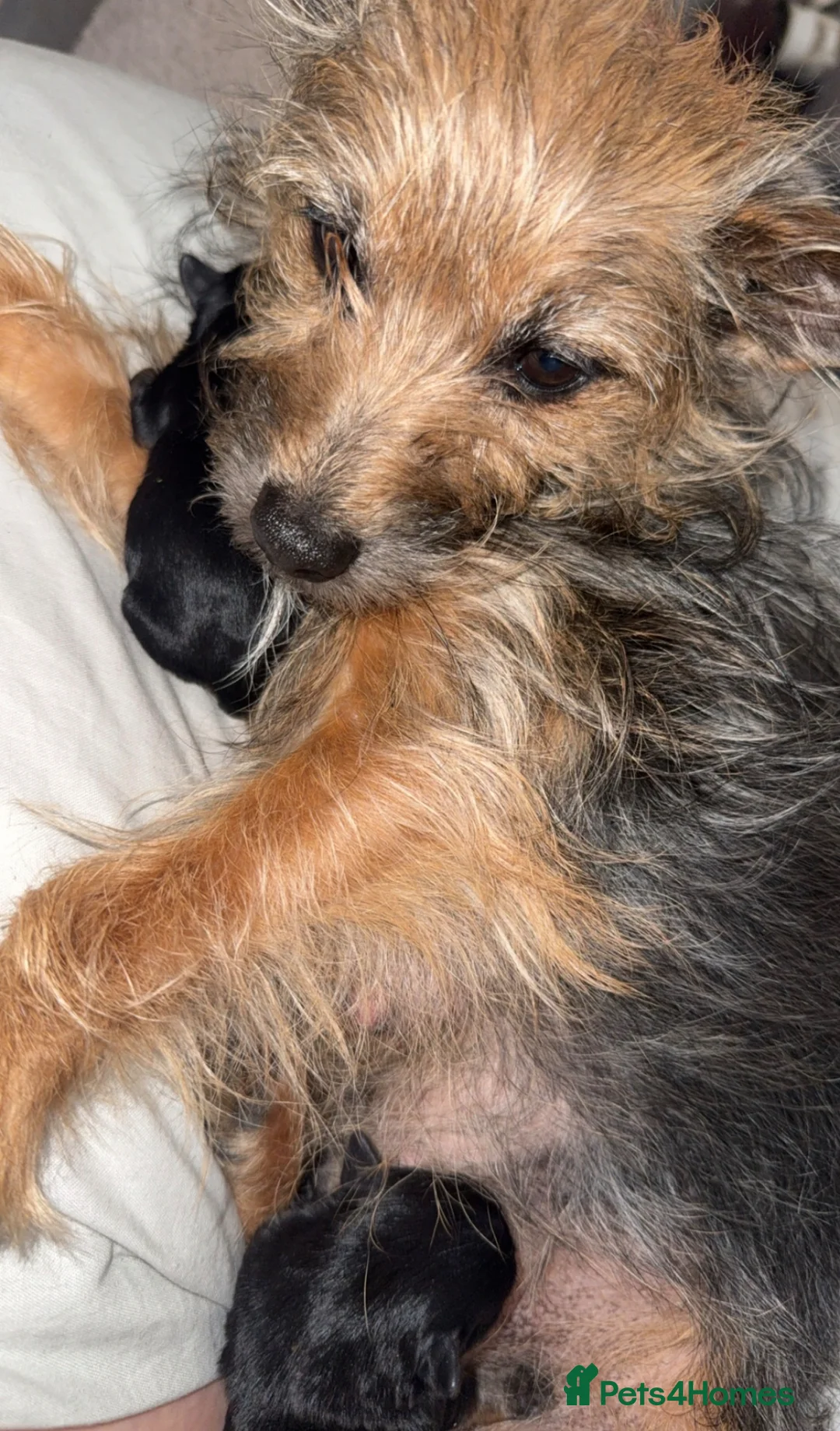 Yorkshire Terrier dogs for sale: Beautiful Yorkshire Terrier Puppies  in Salford - Advert 1