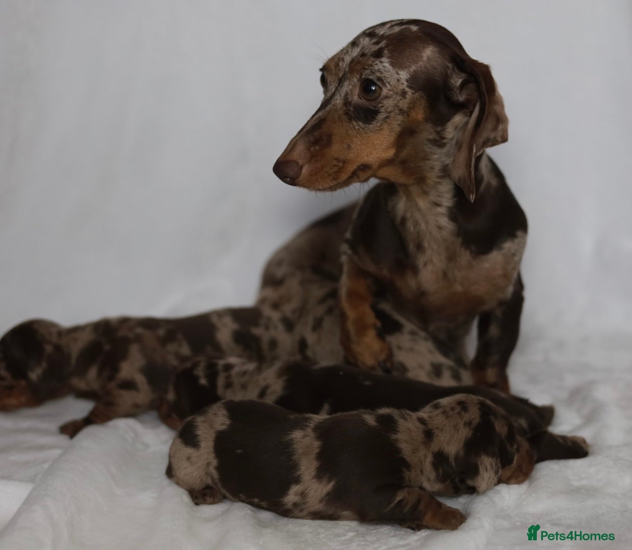 Miniature Dachshund dogs KC reg miniature dachshund only 3 boys left  - Advert 1