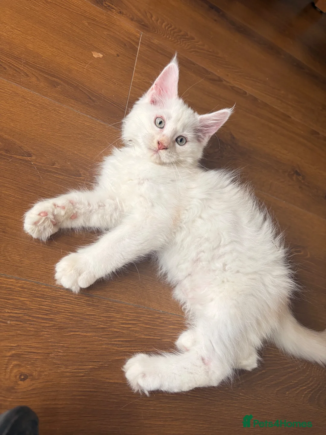 Maine Coon cats for sale: 🐾✨ MAJESTIC MAINE COON KITTENS ✨🐾 - Advert 32