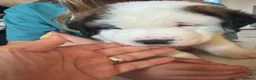Saint Bernard dogs for sale: Exceptional St Bernard Puppies - Advert 34