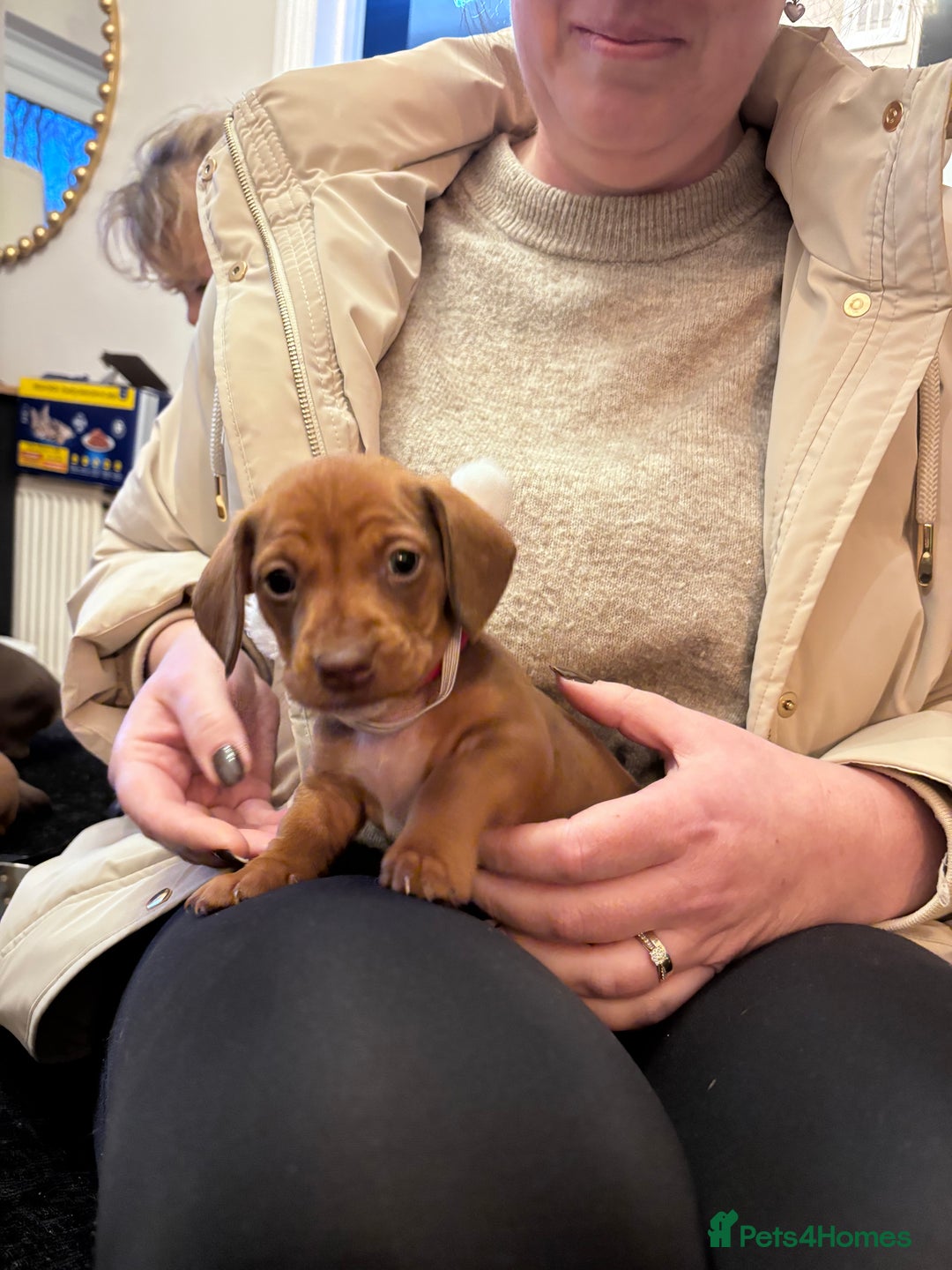 Dachshund dogs for sale: 2 red miniature dachshund puppies - Advert 3