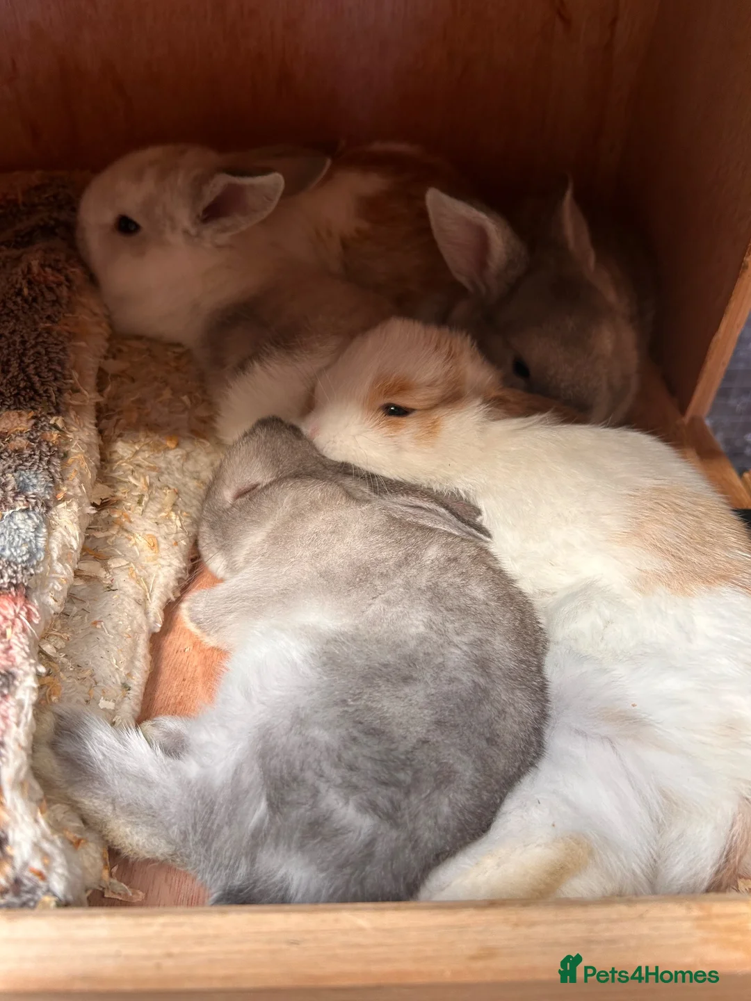 Mixed Breed rabbits for sale: 5, mini lop x rex - Advert 2