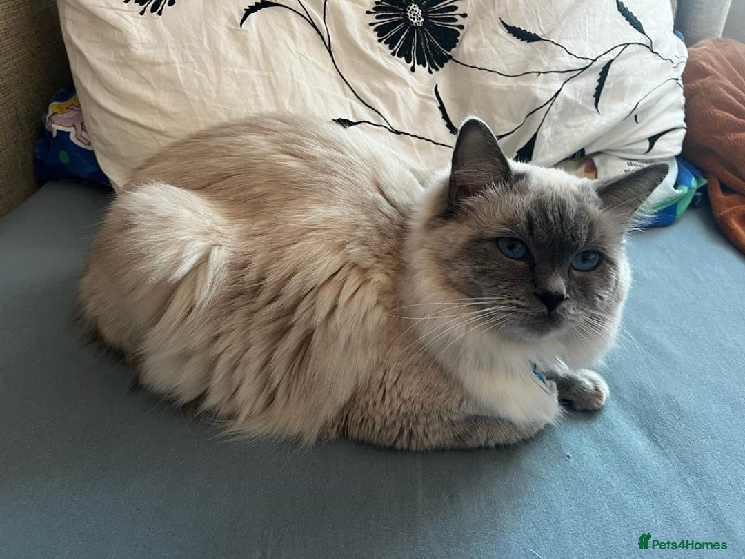 Ragdoll cats for stud: GCCF registered Proven Blue Point stud in London - Image 4