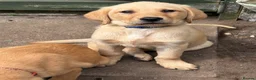 Labrador Retriever dogs for sale: Mixed litter black and blonde Labrador puppies  - Advert 27