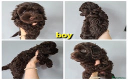 Cavapoo dogs for sale: Chocolate F1B Cavapoos. Health Tested.  - Image 11