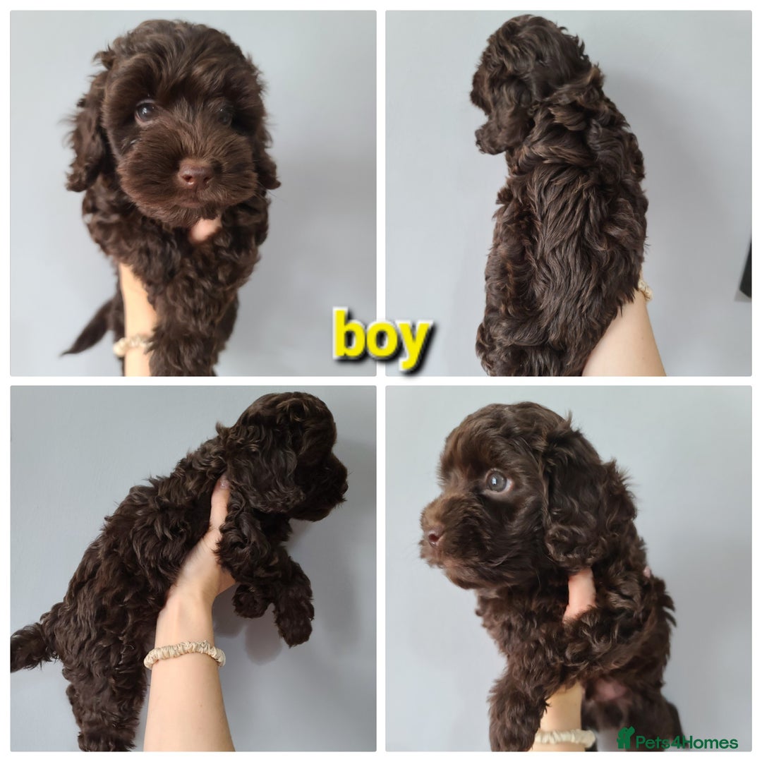 Cavapoo dogs for sale: Chocolate F1B Cavapoos. Health Tested.  - Image 11