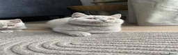 British Shorthair cats for sale: GCCF -SPECTACULAR  -British Shorthair kittens  - Advert 17