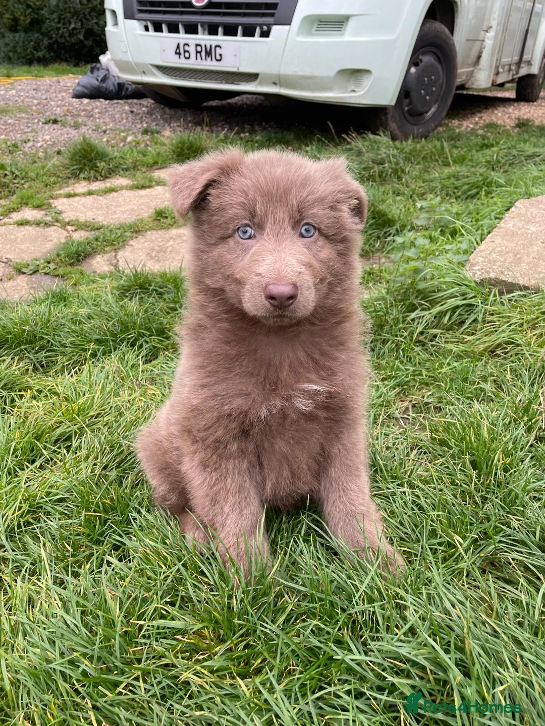 German Shepherd dogs for stud: Kc health tested solid isabella gsd in Bedford - Advert 17