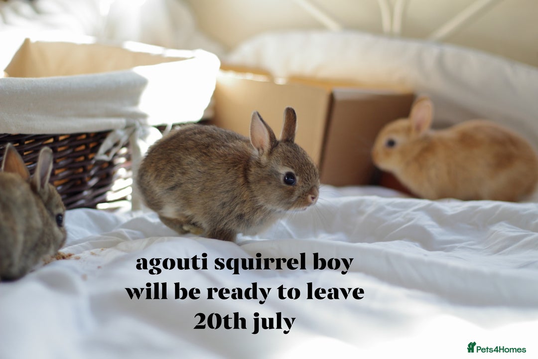 Netherland Dwarf rabbits for sale: pure bred netherland dwarf new litter - Image 4