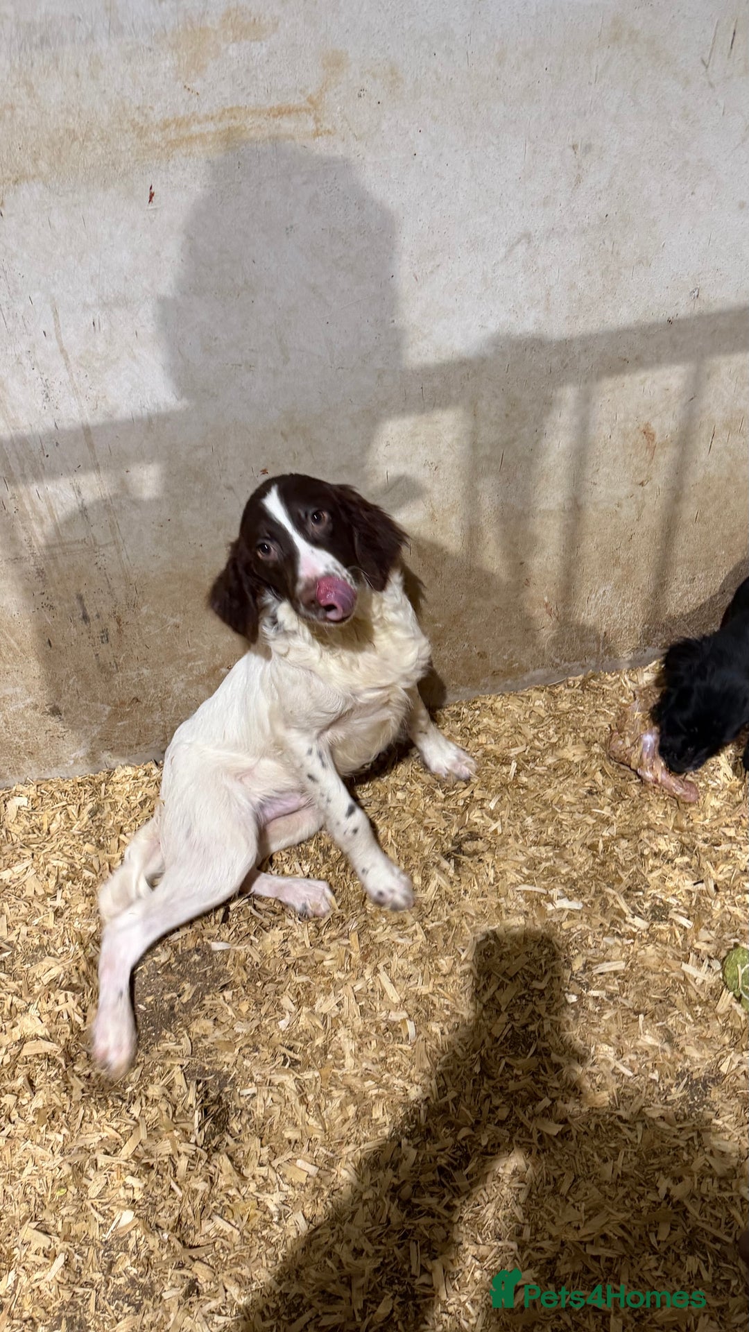 English Springer Spaniel dogs for sale: English Springer Spaniels  - Advert 2