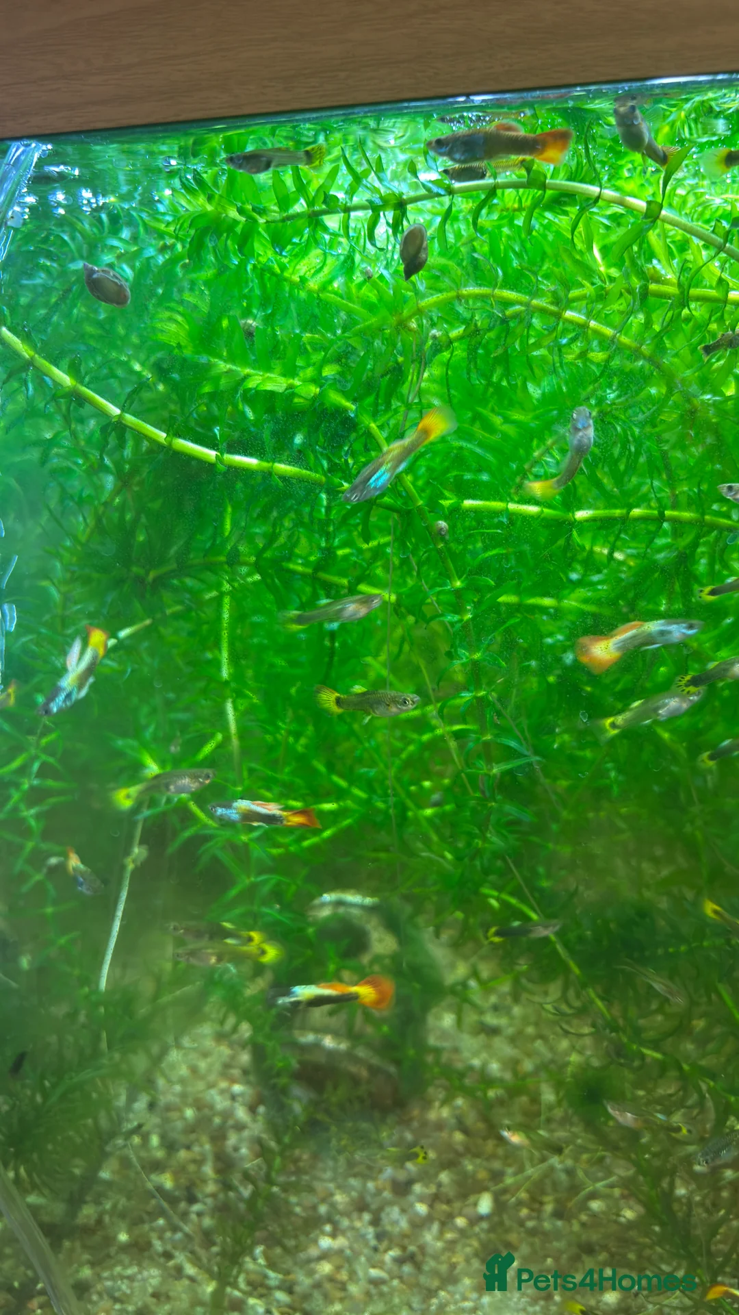 Live Bearers fish for sale: Guppies, various colours and ages. - Advert 5