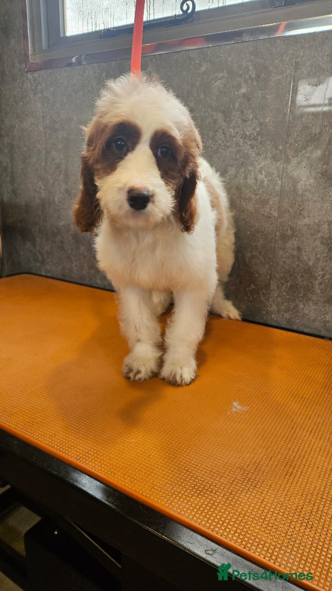 Irish Doodle dogs for sale: Irish red and white setter x moyen poodle - Advert 3