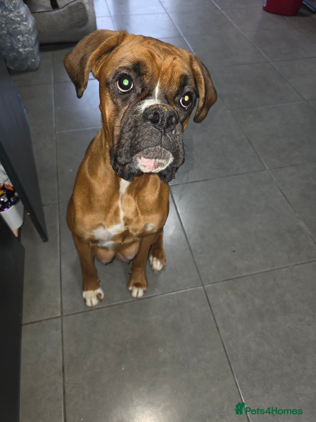 Mixed Breed dogs for sale: Boxer x cane corso puppies - Advert 1