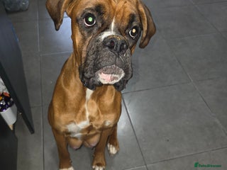 Mixed Breed dogs Boxer x cane corso puppies - Advert 1